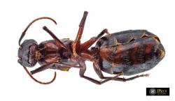 Camponotus cruentatus.  UCME - 35336